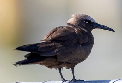 Brown Noddy