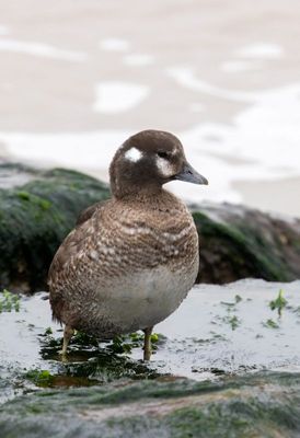 Harlequin Duck