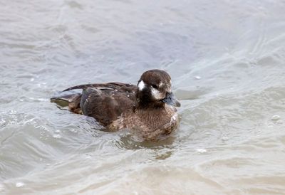 Harlequin Duck