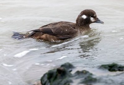 Harlequin Duck