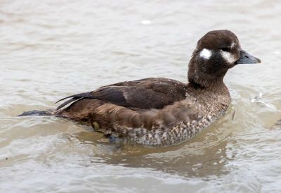 Harlequin Duck