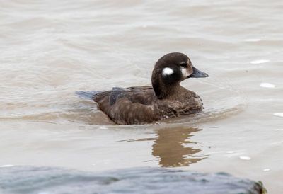Harlequin Duck