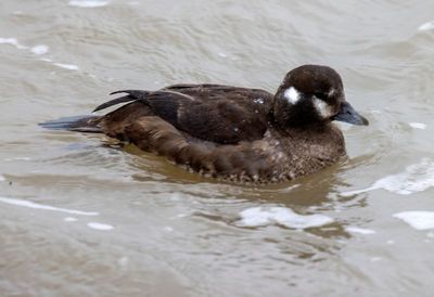 Harlequin Duck