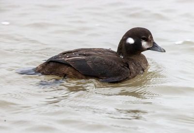 Harlequin Duck