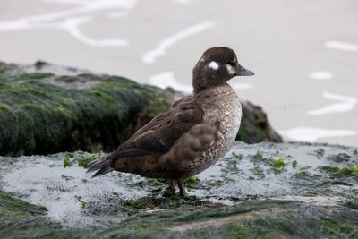 Harlequin Duck