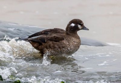 Harlequin Duck