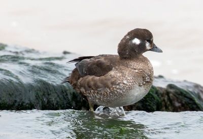 Harlequin Duck