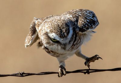 Burrowing Owl