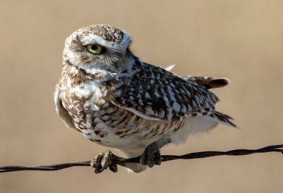 Burrowing Owl