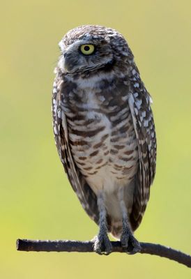 Burrowing Owl