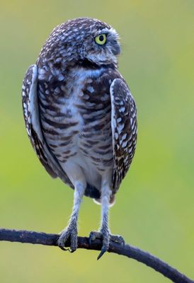 Burrowing Owl