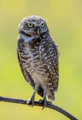 Burrowing Owl