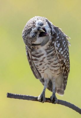 Burrowing Owl