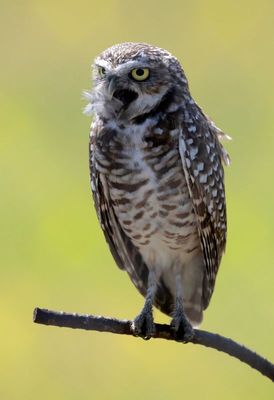 Burrowing Owl