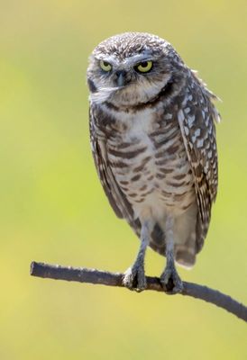 Burrowing Owl