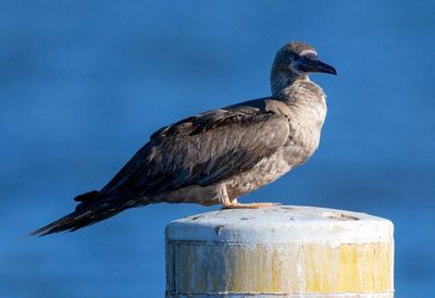 Red-footed Booby