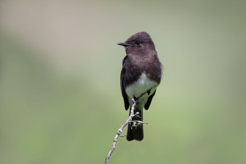 Black Phoebe