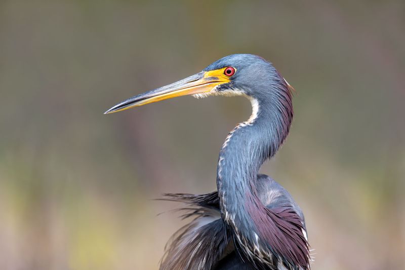 Tricolored Heron