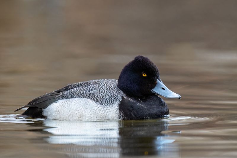 Lesser Scaup