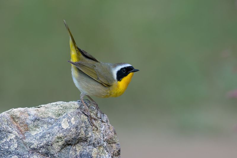 Common Yellowthroat