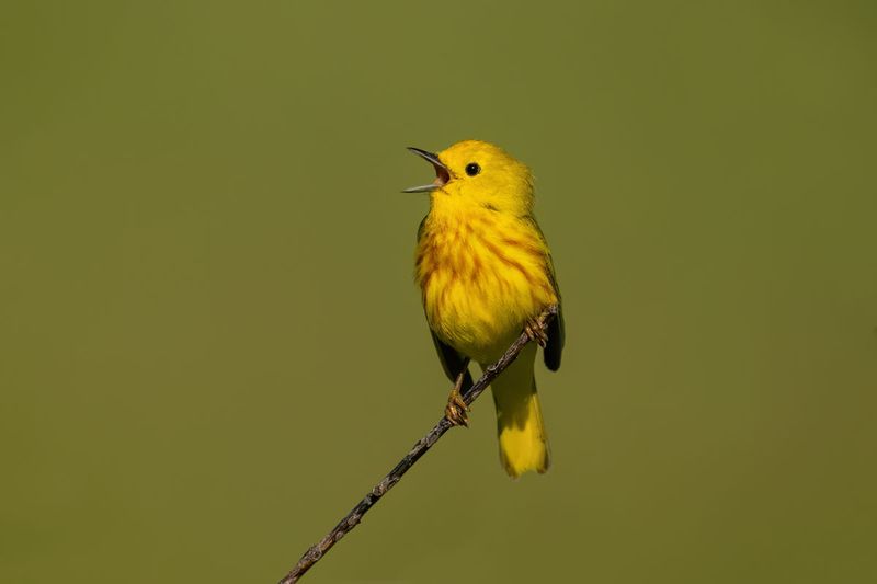 Yellow Warbler