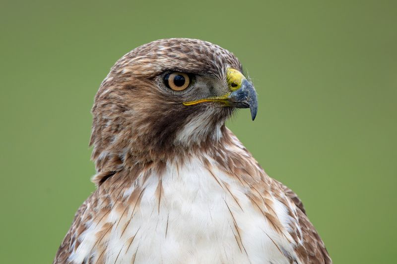 Red-tailed Hawk
