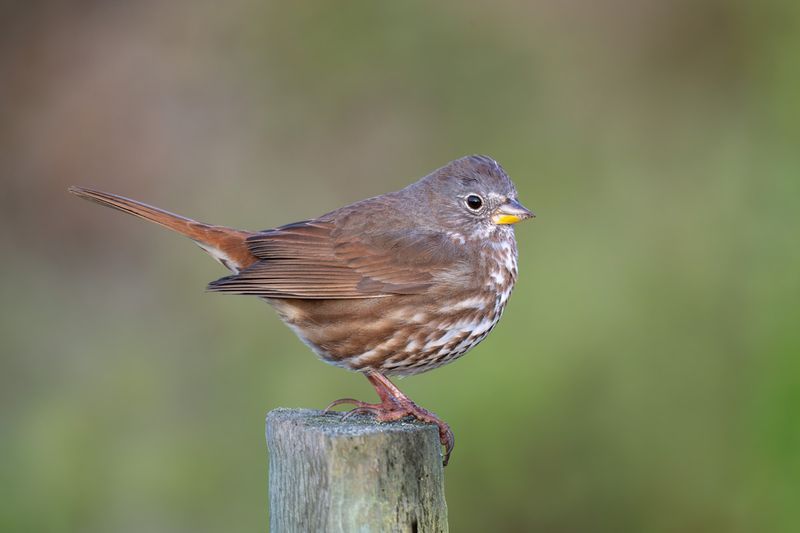 Fox Sparrow
