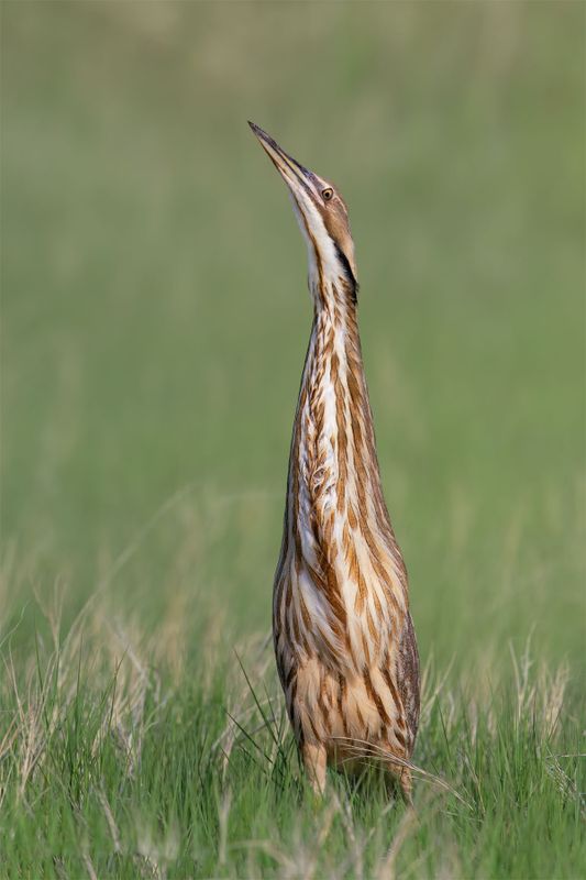 American Bittern