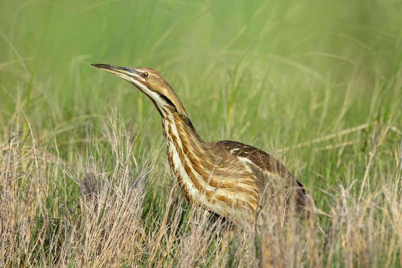 American Bittern