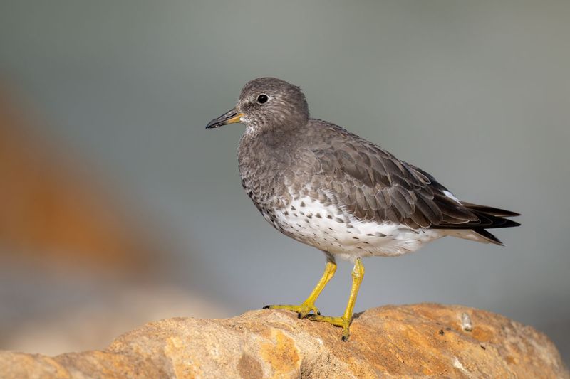 Surfbird