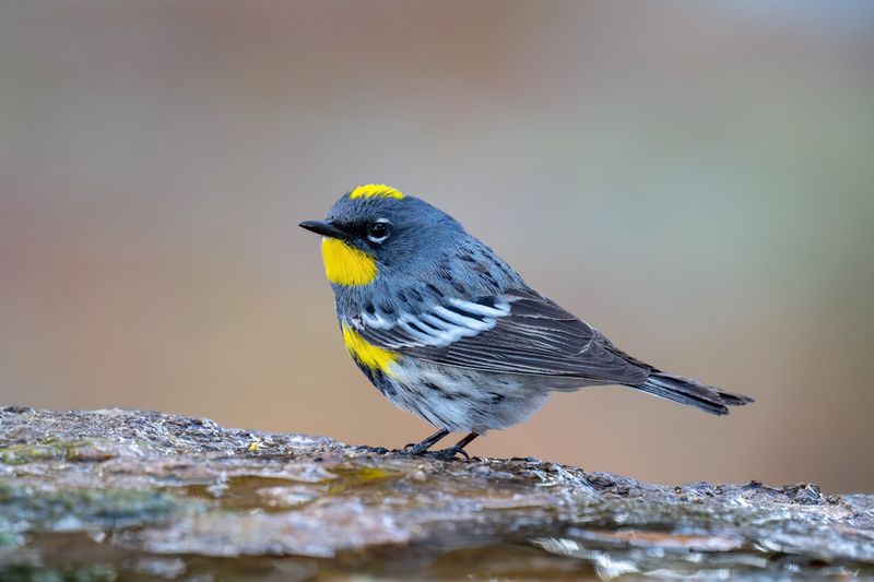 Yellow-rumped Warbler