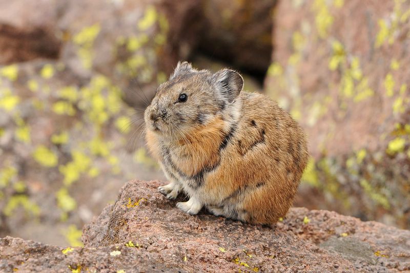 American Pika