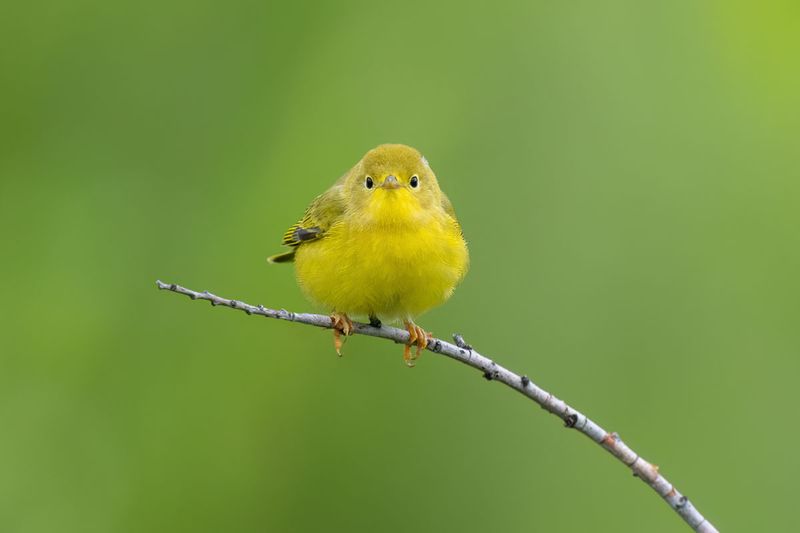 Yellow Warbler