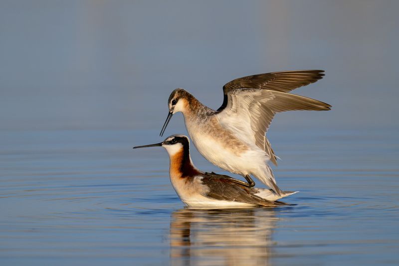 Wilsons Phalarope