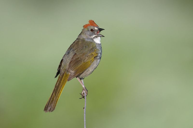 Green-tailed Towhee