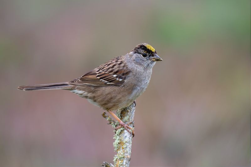 Golden-crowned Sparrow