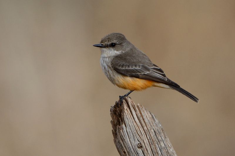 Vermilion Flycatcher
