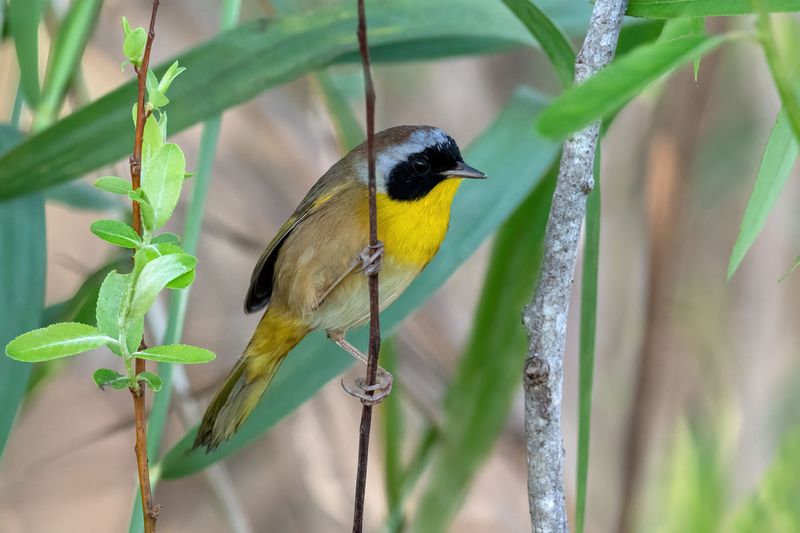 Common Yellowthroat