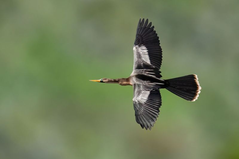 Anhinga 