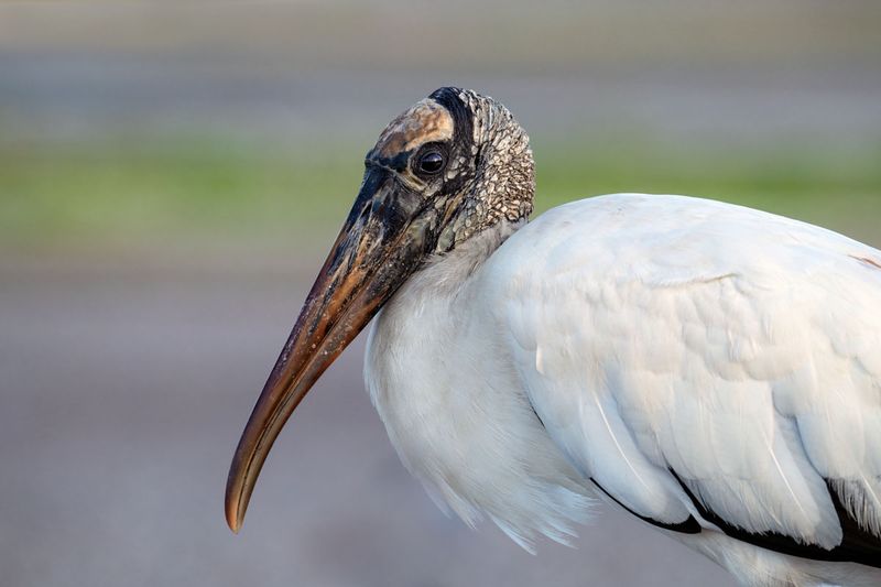 Wood Stork