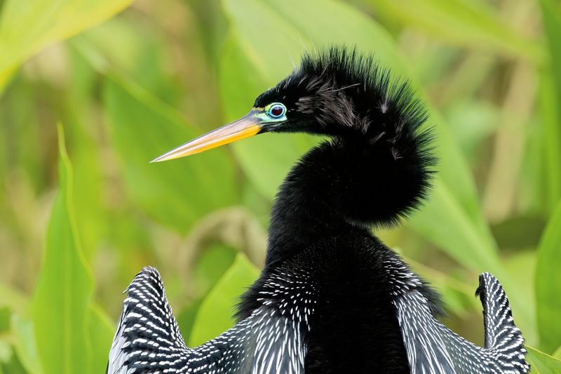 Anhinga