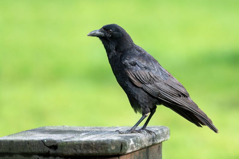 American Crow