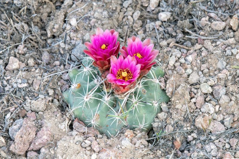 Desert Valley Fishhook Cactus