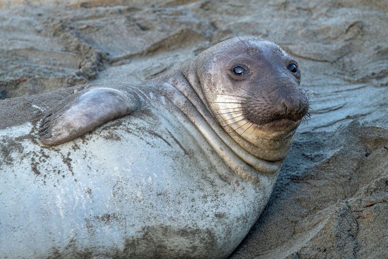 Northern Elephant Seal