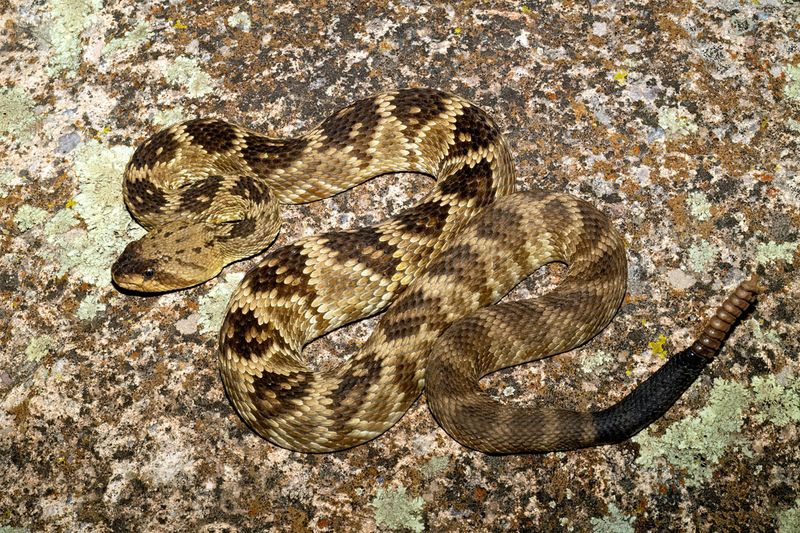 Western Black-tailed Rattlesnake