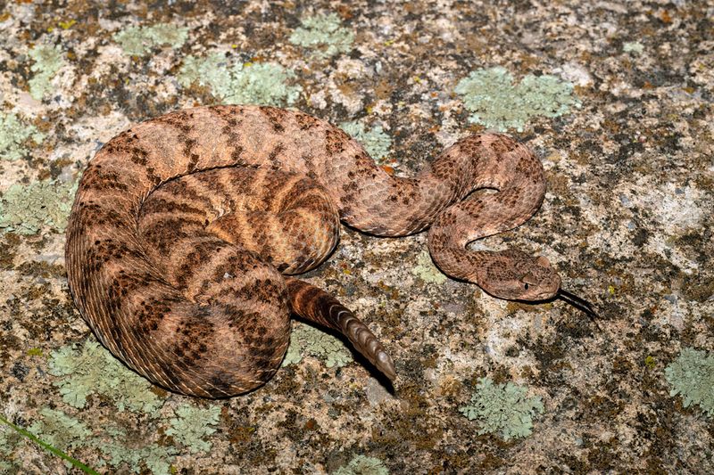 Tiger Rattlesnake