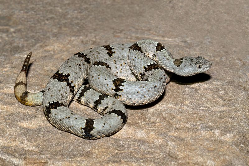 Banded Rock Rattlesnake