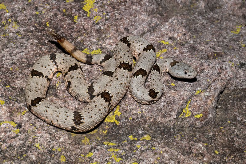 Banded Rock Rattlesnake