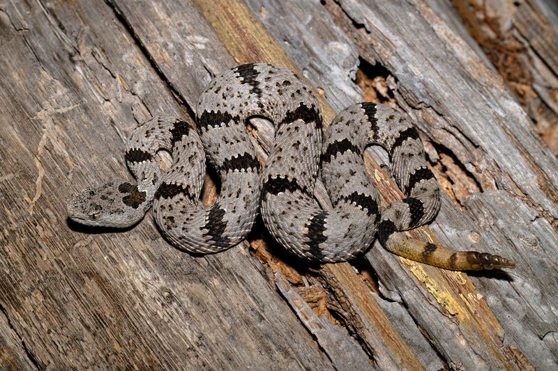 Banded Rock Rattlesnake