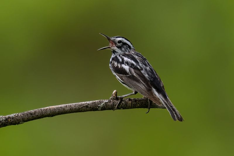 Black-and-white Warbler